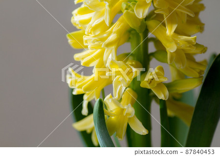 黃色風信子花 87840453