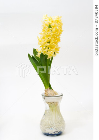 Yellow hyacinth in full bloom 87840594