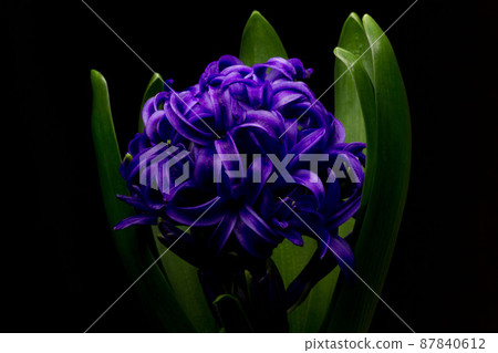 Blue hyacinth in full bloom 87840612
