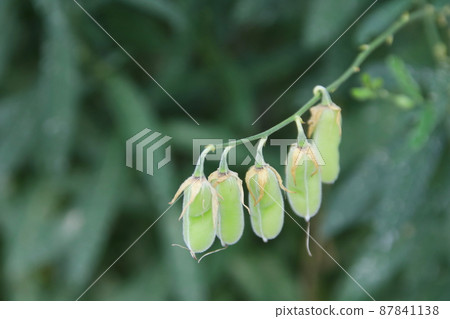 Young pods of Sunn Hemp on branch. Young pods of Sunn Hemp on branch. 87841138