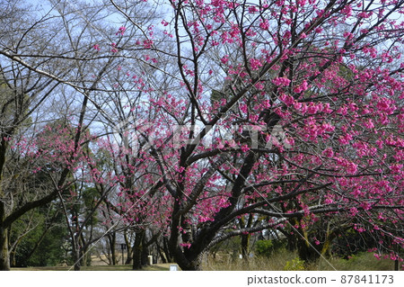 春梅樹 春梅樹 87841173