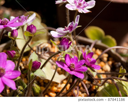 Hepatica has bloomed 87841186