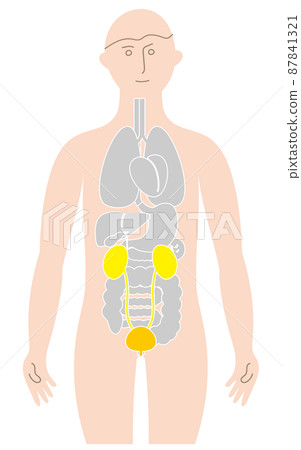 人體及泌尿系統內臟、保健 人體及泌尿系統內臟、保健 87841321