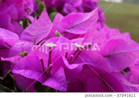 Light purple Bougainvillea flowers or paper flower. Close up. 87841621