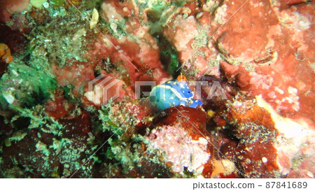 通過潛水觀察海蛞蝓 87841689