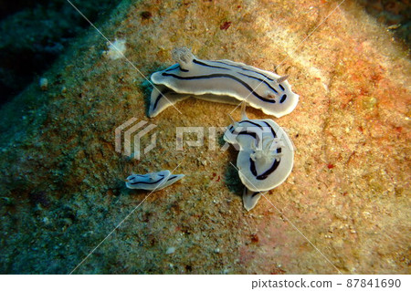 通過潛水觀察海蛞蝓 87841690