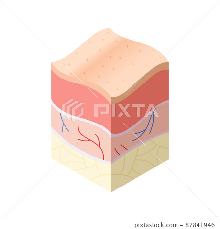Skincare medical concept. Problems in cross-section of human skin horizontal layers structure. Anatomy illustrative model Skincare medical concept. Problems in cross-section of human skin horizontal layers structure. Anatomy illustrative model 87841946