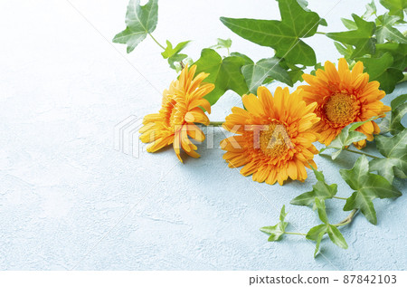 雛菊 87842103