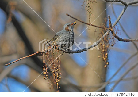 Bulbul eating a tree nut Bulbul eating a tree nut 87842416