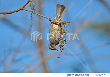 Bulbul eating a tree nut Bulbul eating a tree nut 87842448
