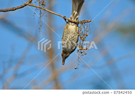 Bulbul eating a tree nut 87842450