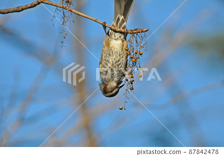Bulbul eating a tree nut 87842478