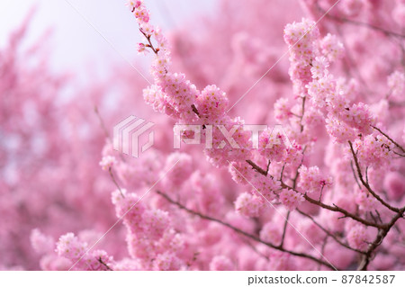 Spring photo Spring cherry blossoms and cherry blossom viewing Kawazu cherry blossoms 87842587