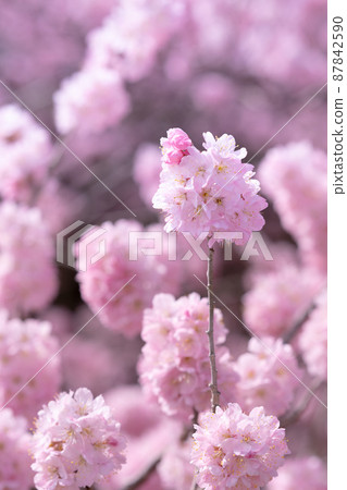 Spring photo Spring cherry blossoms and cherry blossom viewing Kawazu cherry blossoms 87842590