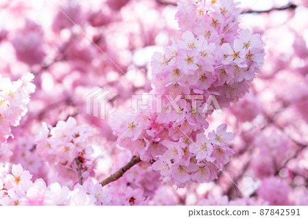Spring photo Spring cherry blossoms and cherry blossom viewing Kawazu cherry blossoms 87842591