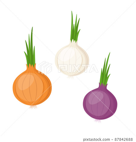 Yellow, white and red onion, vector illustration Yellow, white and red onion, vector illustration 87842688