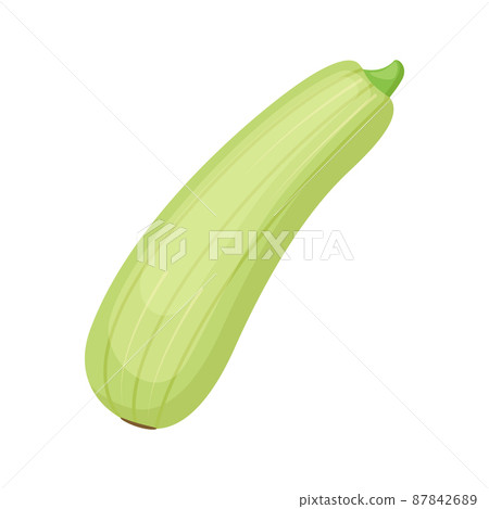 Zucchini. Marrow vegetable, vector illustration Zucchini. Marrow vegetable, vector illustration 87842689