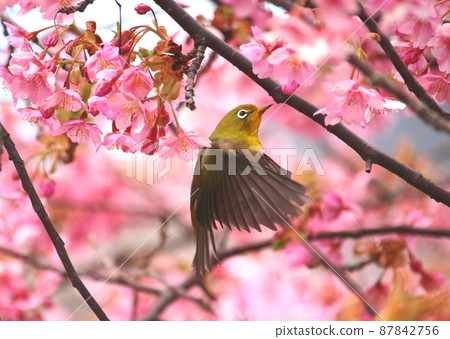 Mejiro和Kawazu櫻桃樹 Mejiro和Kawazu櫻桃樹 87842756