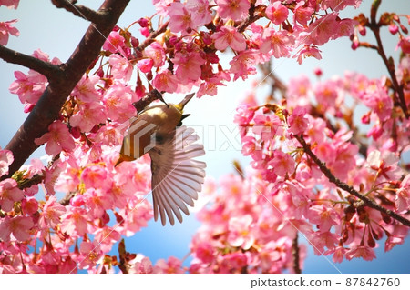 Mejiro and Kawazu cherry tree 87842760