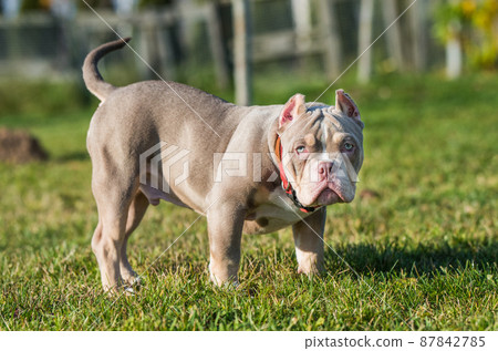 Lilac american 2024 bully puppy