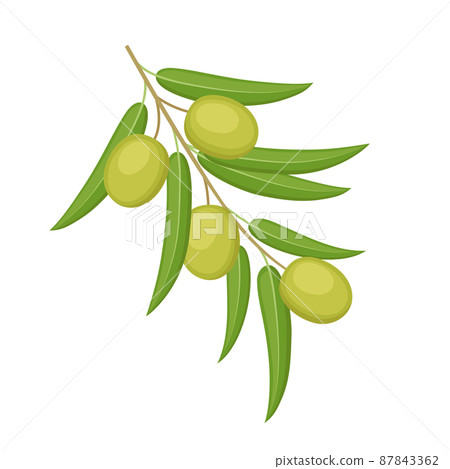 Green olives on branch isolated on white background. Vector illustration 87843362