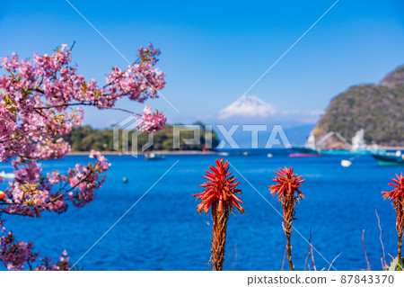 （靜岡縣）從西伊豆邊田港看河津櫻花、富士山 87843370