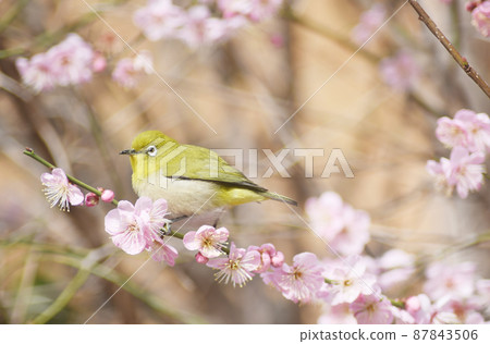 白眼老鏡頭玩李子 白眼老鏡頭玩李子 87843506