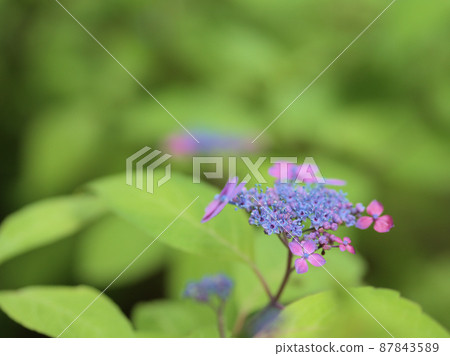 六月的繡球花 87843589