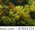 A group of seaweeds, Sargassum fulvelus, swaying in the waves in the sea 14 87843714