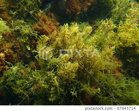 一群海藻，Sargassum fulvelus，在海浪中搖曳 14 87843714