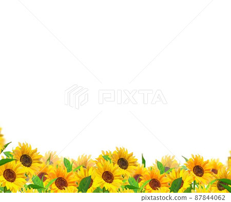 美麗的向日葵初夏框架插圖背景材料在白色背景 美麗的向日葵初夏框架插圖背景材料在白色背景 87844062