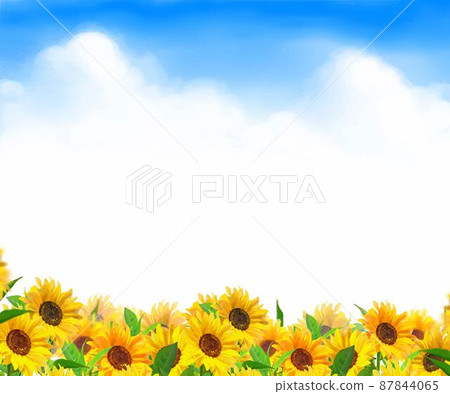 Beautiful sunflower early summer frame background material in the blue sky with clouds 87844065