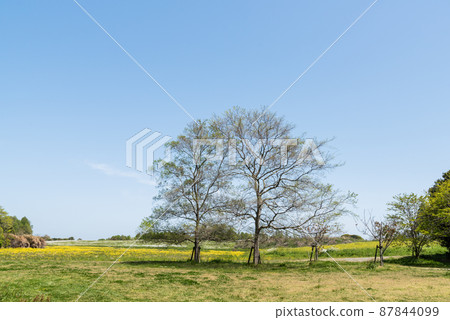 Trees and spring fields Trees and spring fields 87844099