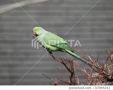 Rose-ringed parakeet in the neighborhood Rose-ringed parakeet in the neighborhood 87844242