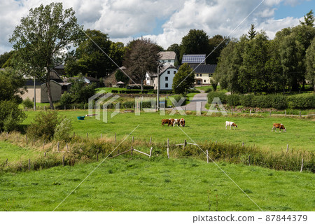 Bullingen, Walloon Regio- East Belgium - Grazing cattles and farmer houses Bullingen, Walloon Regio- East Belgium - Grazing cattles and farmer houses 87844379