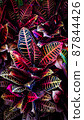 Close-up top view of dark multicolored tropical leaves 87844426
