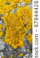 Close-up yellow moss on grey stone, vertical orientation, top view 87844428