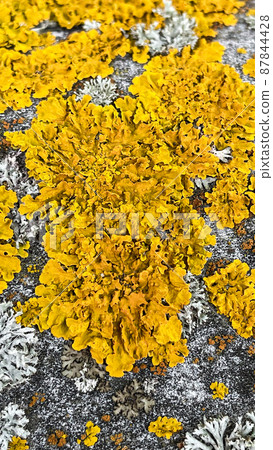 Close-up yellow moss on grey stone, vertical orientation, top view Close-up yellow moss on grey stone, vertical orientation, top view 87844428
