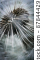 Close-up macro photo of dandelion seeds, vertical orientation 87844429