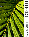 Close-up green tropical leaf with light and shadow 87844431