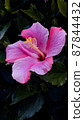 Close up hibiscus flower on dark background 87844432