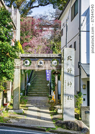 Stone steps leading to the stone torii of Kitano Shrine, ``Ushitenjin'' in Tokyo, red plum blossoms in full bloom Stone steps leading to the stone torii of Kitano Shrine, ``Ushitenjin'' in Tokyo, red plum blossoms in full bloom 87844540