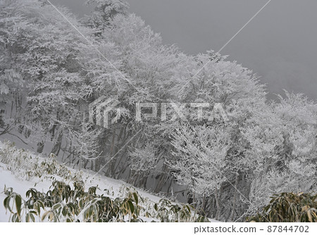 德島縣日本百座名山之一的鶴木山的冬季風光 87844702