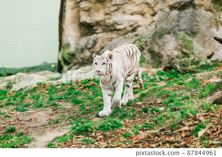 White big tiger, bleached tiger in autumn park laying and walk, close up 87844961
