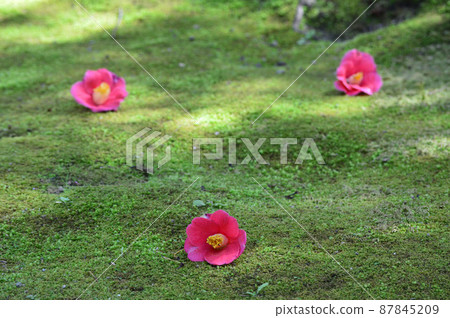 Harmony of fallen camellia and moss in Jonangu, Kyoto City in early spring 87845209