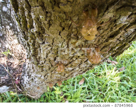 Molt of Cicada on tree bark Molt of Cicada on tree bark 87845968