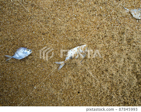 Dead fish Dead fish 87845993