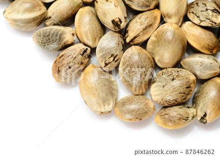 Hemp seeds macro isolate on white background. Cannabis seeds close-up. 87846262