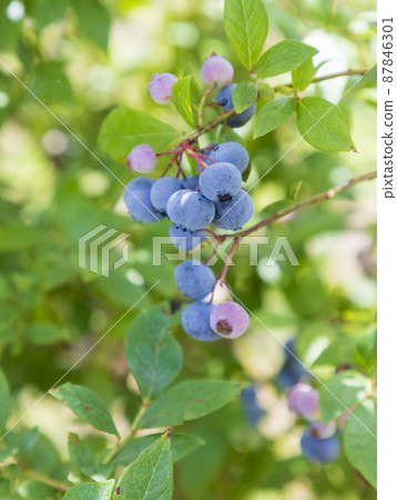 Blueberry Legacy (Orchard) 87846301