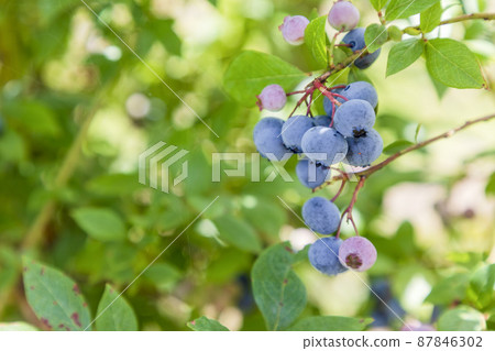 Blueberry Legacy (Orchard) 87846302
